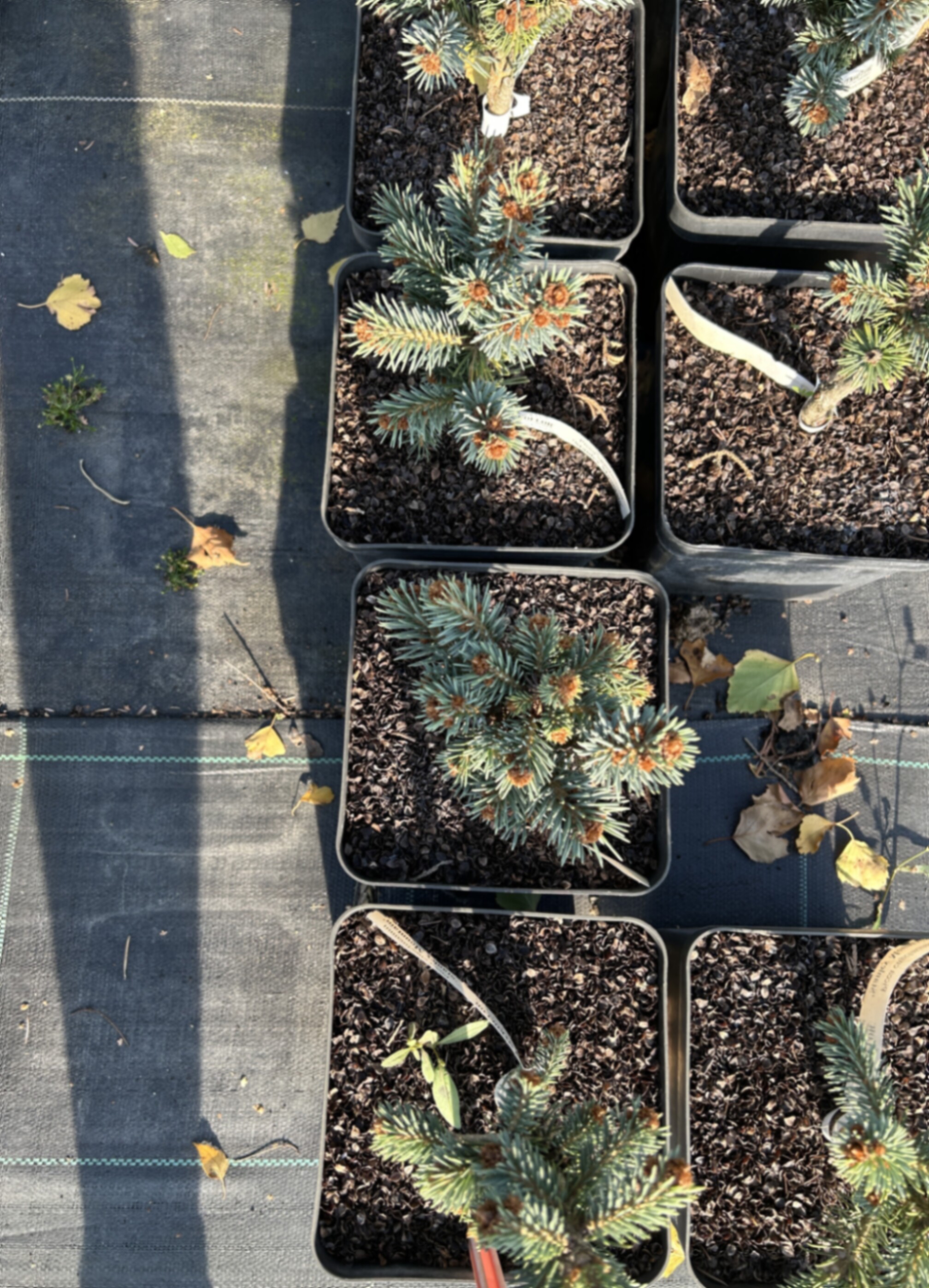 Ель энгельмана Стенли Маунтейн